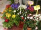Fiori al Mercato Campo Marzio