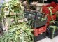 Resti di carciofi al Mercato Campo Marzio